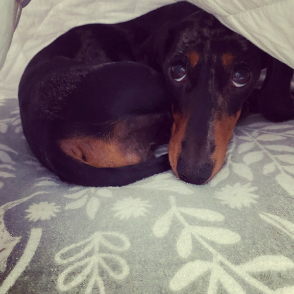 Miniature dachshunds