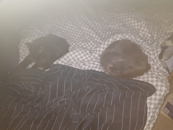 Cat chat thread the umpteenth - the Café is open all welcome