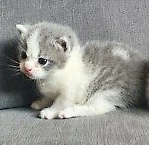 Introducing a new kitten....