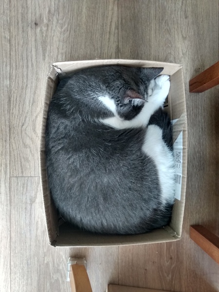 Cat chat thread the umpteenth - the Café is open all welcome