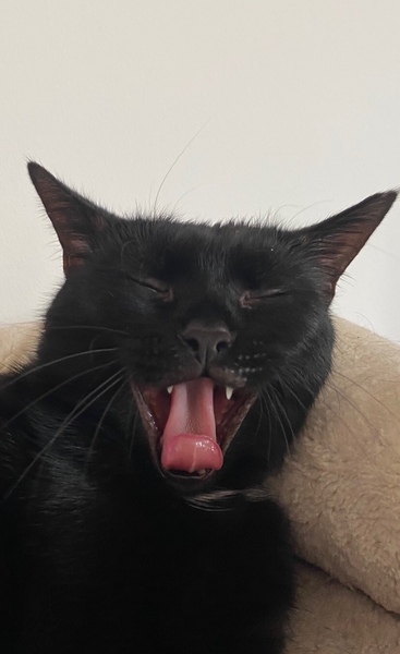 Let’s have a pet picture thread
