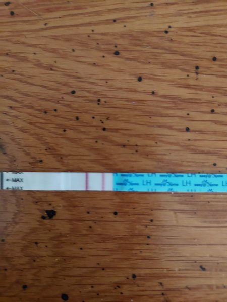 Ovulation test help.