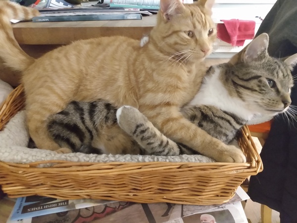 Cat chat thread the umpteenth - the Café is open all welcome