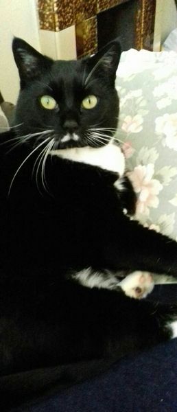 Cat chat thread the umpteenth - the Café is open all welcome