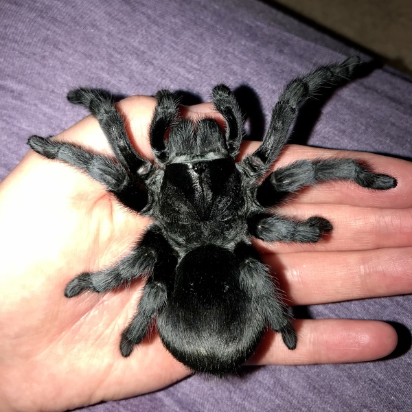 Is it that time of year again (spider related!) Warning for those who don't like spiders - photo included!