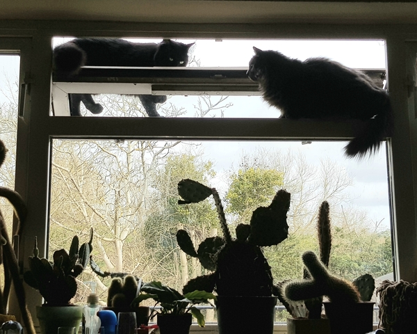 What's your DCat up to today? (Thread 8)
