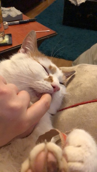 When to let cat out for the first time?
