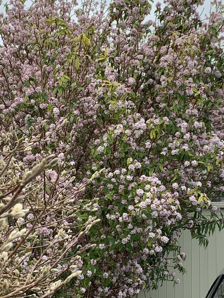 Plant ID please