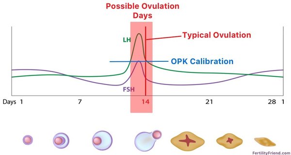 Ovulation
