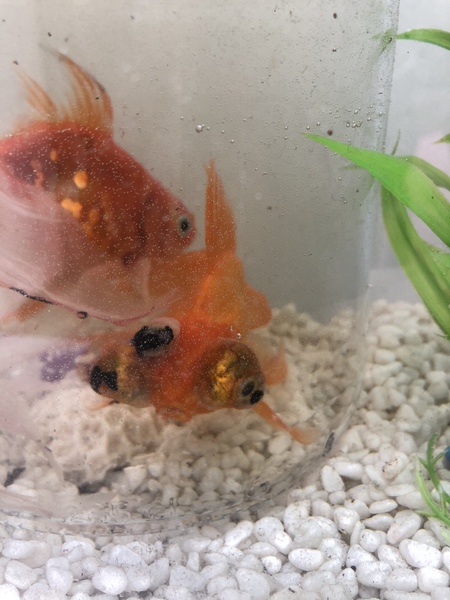 Urgent fish help please!