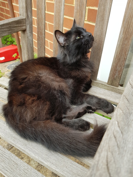 Cat chat thread the umpteenth - the Café is open all welcome