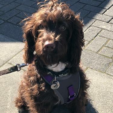 Puppy Survival Thread - March - April