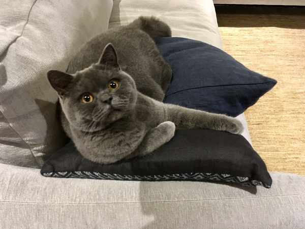 What's your DCat up to today? (Thread 8)
