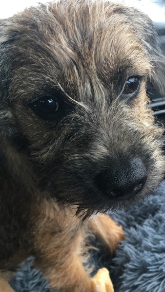 Puppy Survival Thread - March - April
