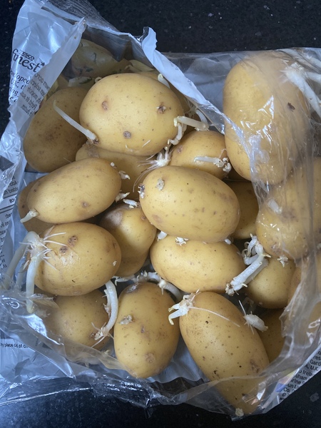 Can I eat these new potatoes if I cut off the spouts?