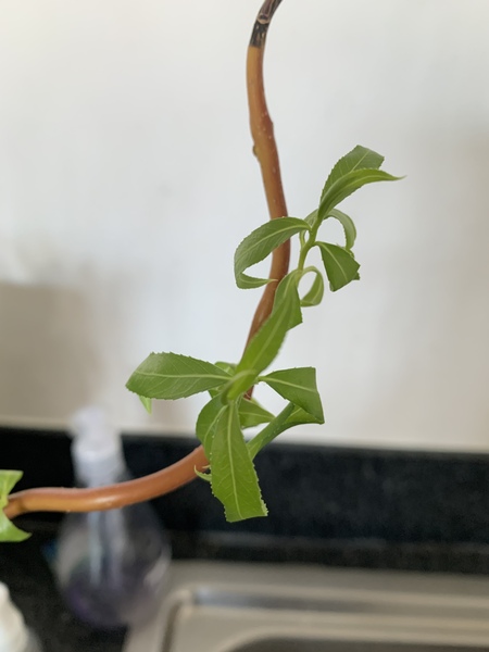 Does anyone know what this is?