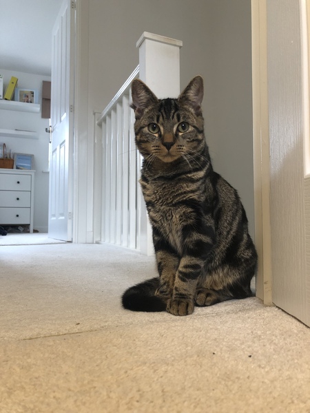 Cat collars - final verdict?