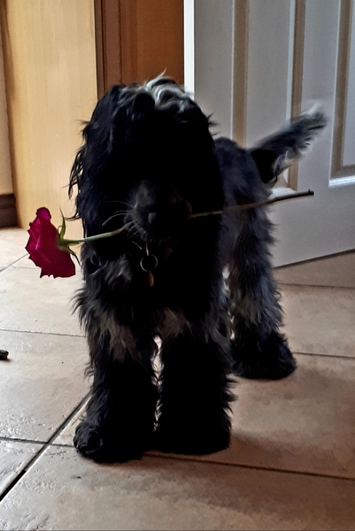 What's the naughtiest thing your pet has ever done?