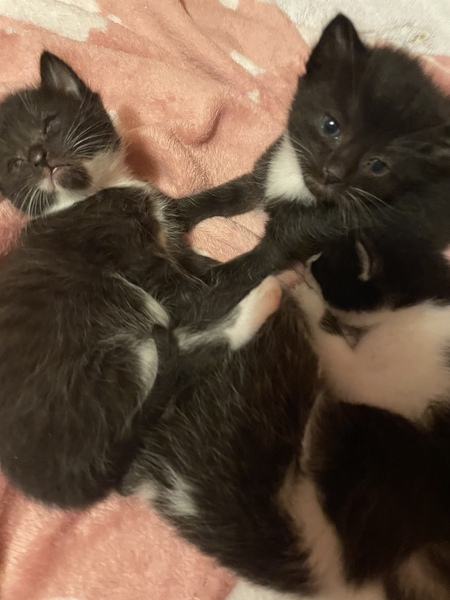 Adopting a cat, possibly from abroad - advice needed.