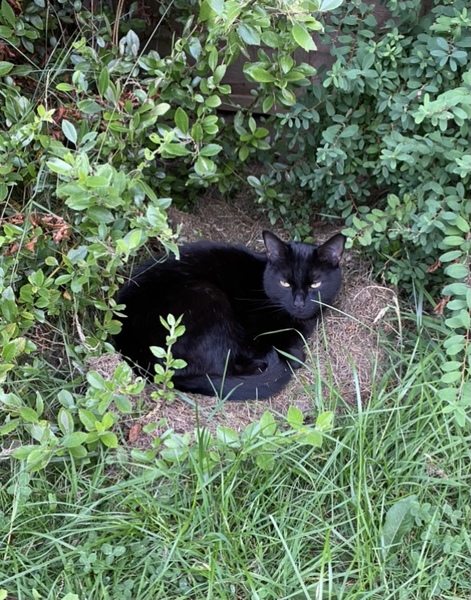 Tell me about your cat
