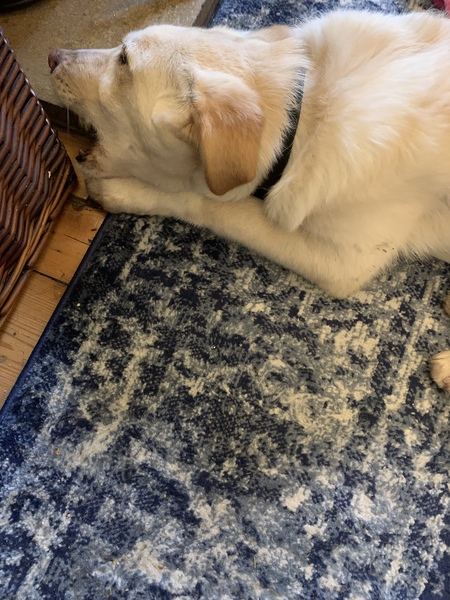 I have a nameless puppy... any ideas?