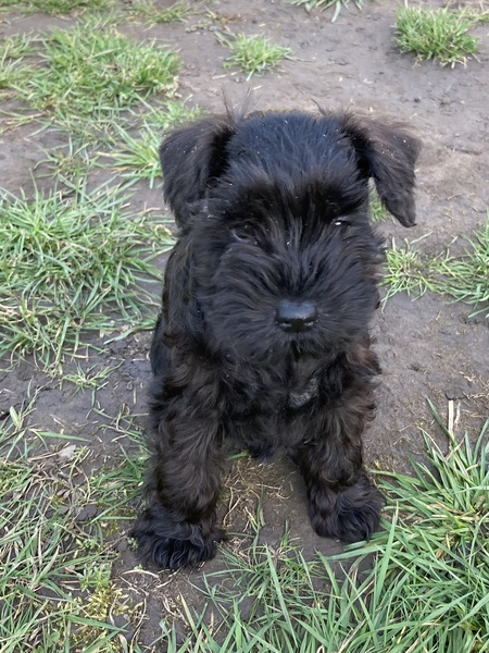 Puppy Survival Thread - March - April