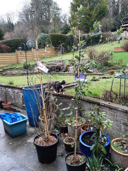 Gardening chat