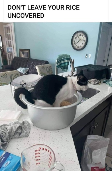 My cat just had a shit in my fire.