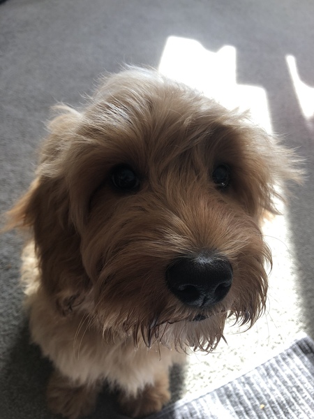 Puppy Survival Thread - March - April