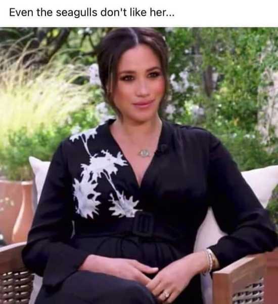 ADs picnic in the park with Twinkle the Tortoise