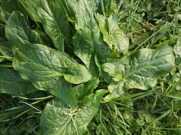Can anyone identify this plant?