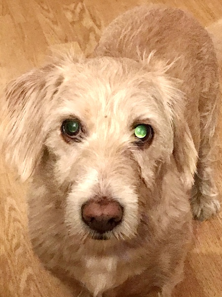 Is this what a cataract looks like in a dog?