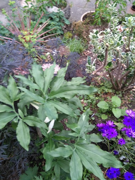 Anyone know what this plant is? Totally baffled.