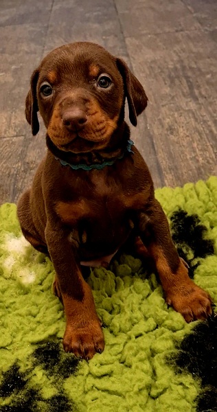 Please help me name my puppy!
