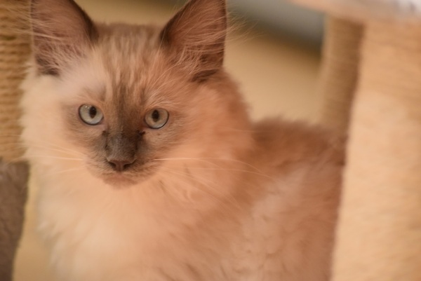 Cat chat thread the umpteenth - the Café is open all welcome