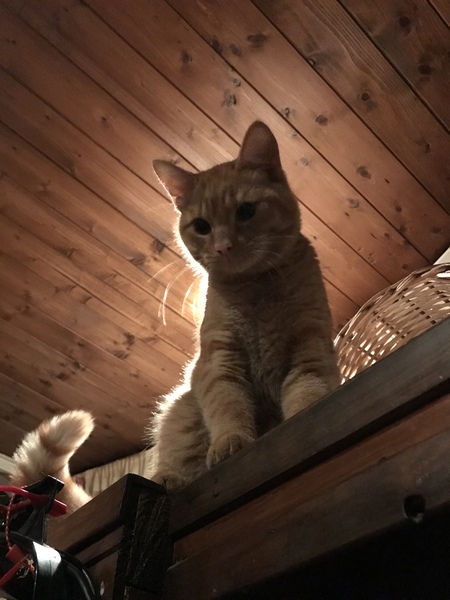 First Cat! 5 months.. please advise