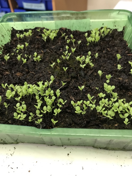 Can I save these Nicotiana seedlings?