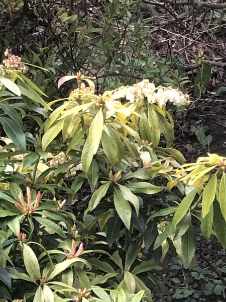 Can someone iD this plant for me?