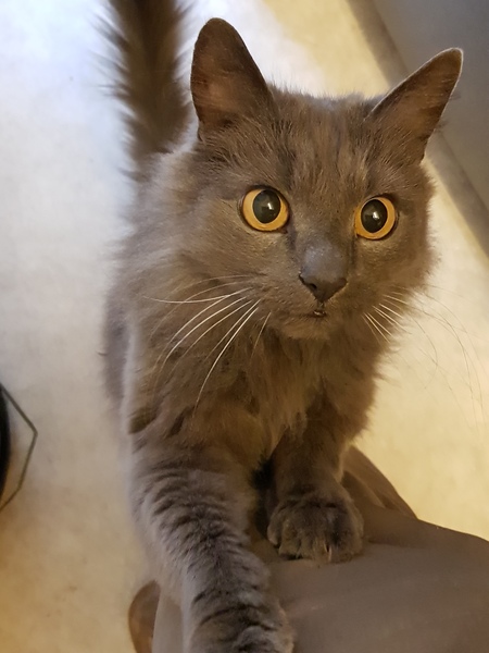 Cat chat thread the umpteenth - the Café is open all welcome