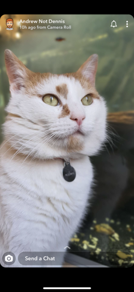 I’m finally going to get a cat!