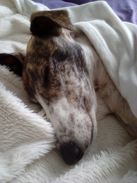 Saluki owners - hair question