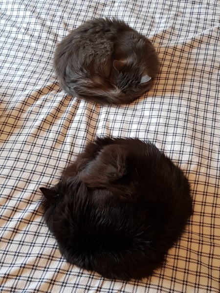 Cat chat thread the umpteenth - the Café is open all welcome