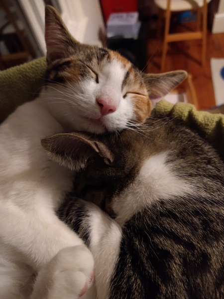 Cat chat thread the umpteenth - the Café is open all welcome