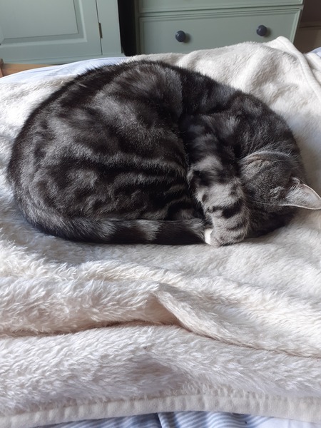 Let’s have a pet picture thread