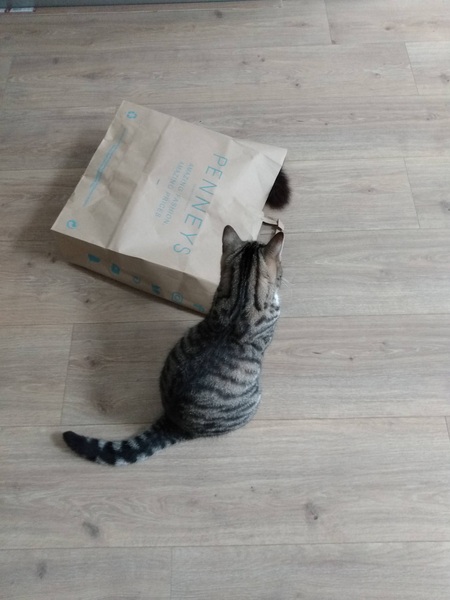 Bored kittens - suggest some toys please