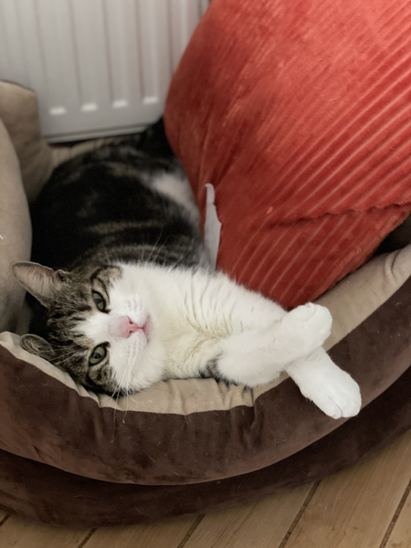New kitten is very sick. Seller will take no responsibility