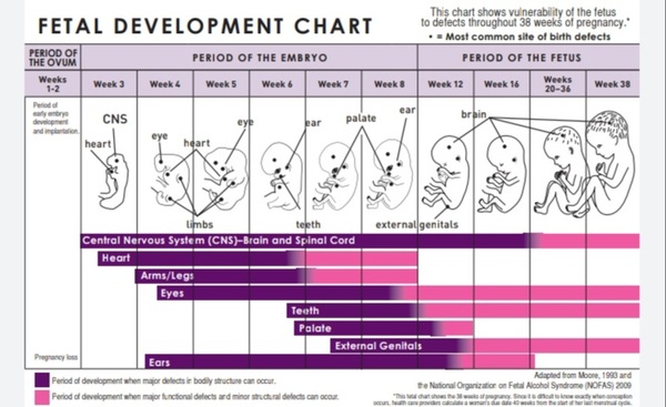 Alcohol when pregnant