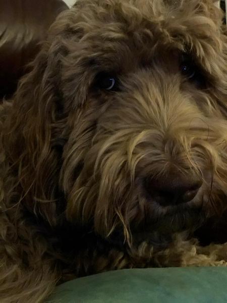 Does anyone own a Labradoodle or Goldendoodle?