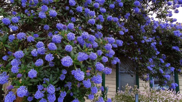 Evergreen perennial suggestions