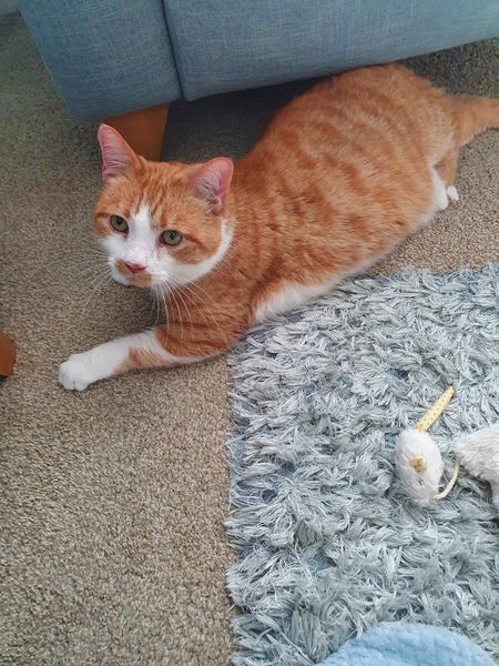 I rescued this gorgeous beast today!